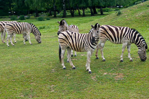 Зоопарк в Двур-Кралове